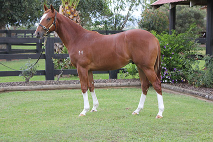 Magic Millions Horses