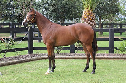 Magic Millions Thoroughbred Horses