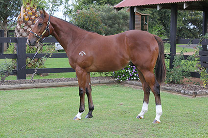 Magic Millions Thoroughbred Horses