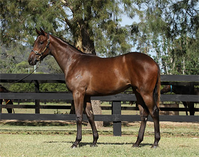 Magic Millions Thoroughbred Horses