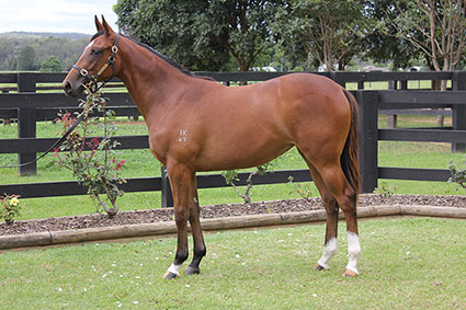 Magic Millions Thoroughbred Horses