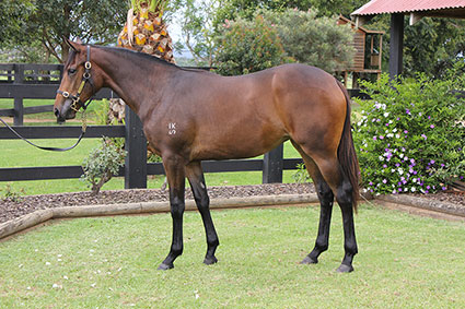 Magic Millions Thoroughbred Horses