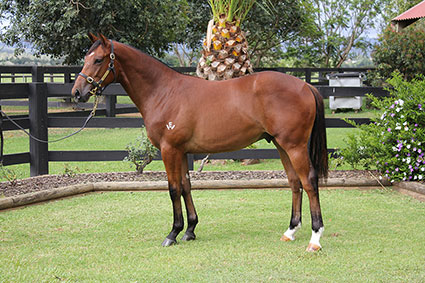 Magic Millions Thoroughbred Horses