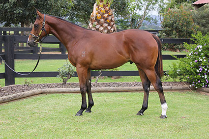 Magic Millions Thoroughbred Horses