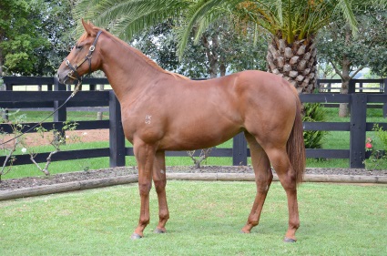 Magic Millions Horses