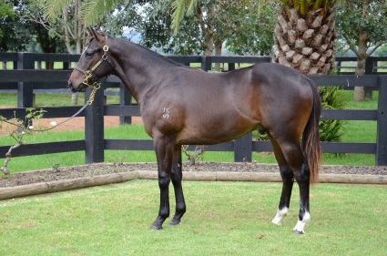 Magic Millions Horses