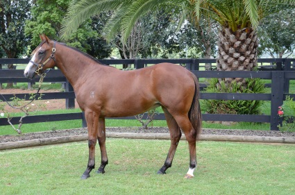 Magic Millions Horses