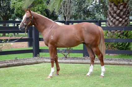 Magic Millions Horses