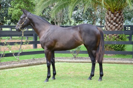 Magic Millions Horses