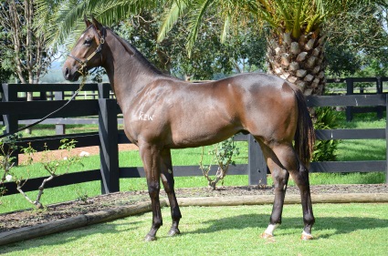 Magic Millions Horses