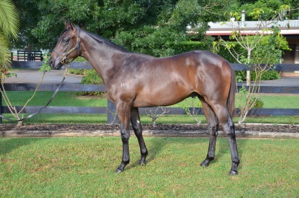 Magic Millions Horses