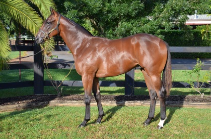 Magic Millions Horses