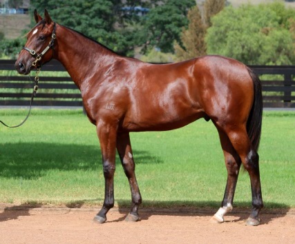 Magic Millions Horses