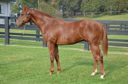 Magic Millions Horses