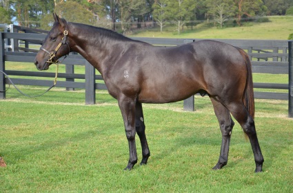 Magic Millions Horses