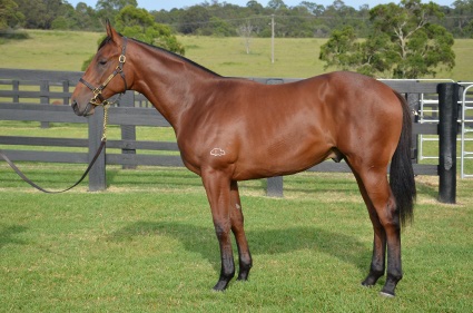 Magic Millions Horses