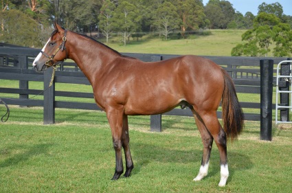 Magic Millions Horses