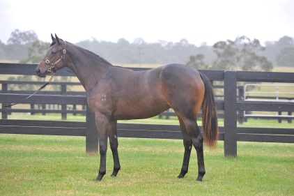 Magic Millions Thoroughbred Horses