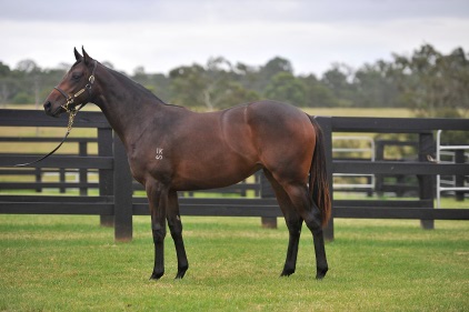 Magic Millions Horses