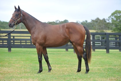 Magic Millions Thoroughbred Horses