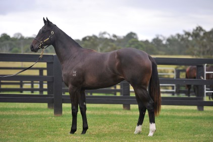 Magic Millions Thoroughbred Horses