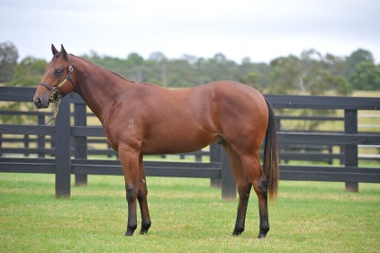 Magic Millions Thoroughbred Horses