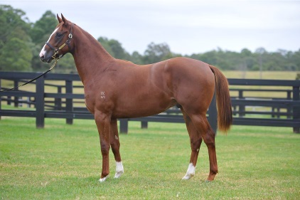 Magic Millions Thoroughbred Horses