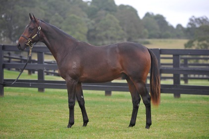 Magic Millions Thoroughbred Horses