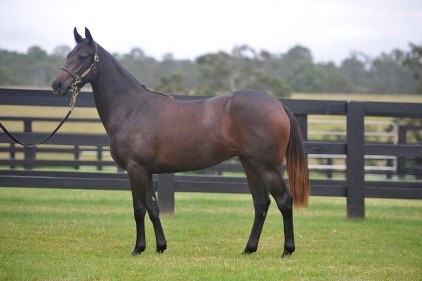 Magic Millions Thoroughbred Horses