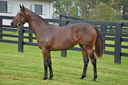 Magic Millions Horses