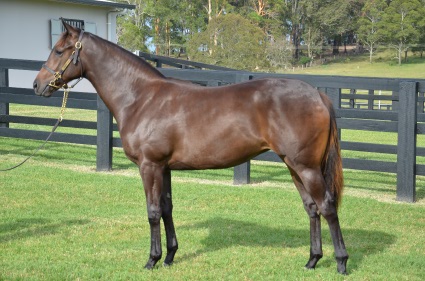 Magic Millions Horses