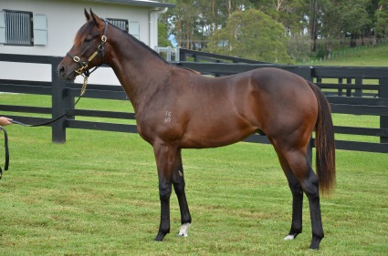 Magic Millions Horses