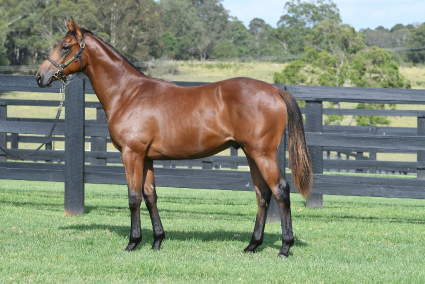 Magic Millions Horses