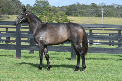 Magic Millions Horses