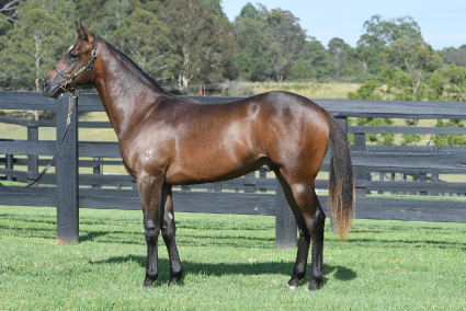 Magic Millions Horses