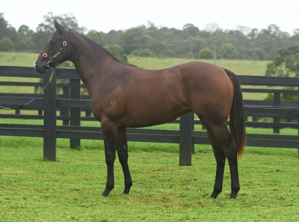 Magic Millions Thoroughbred Horses