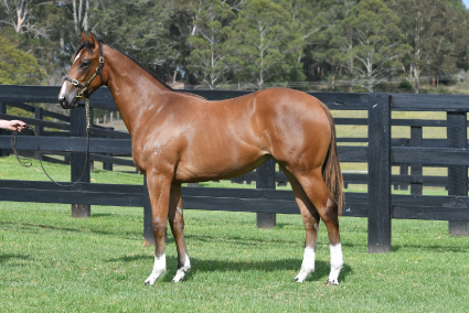 Magic Millions Horses