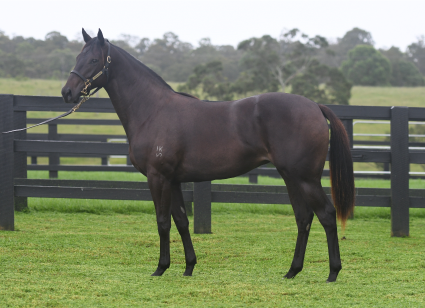 Magic Millions Thoroughbred Horses