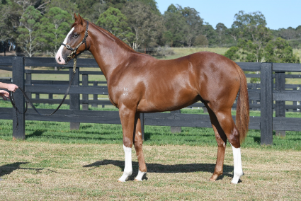 Magic Millions Horses