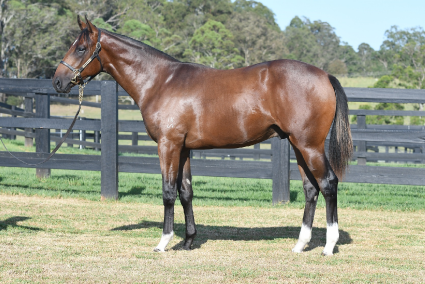 Magic Millions Horses