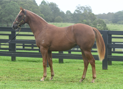 Magic Millions Horses