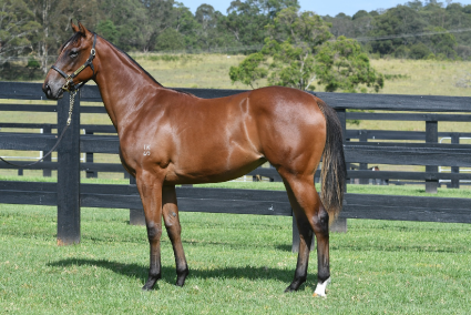 Magic Millions Horses