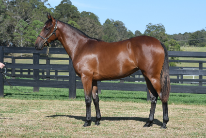 Magic Millions Horses