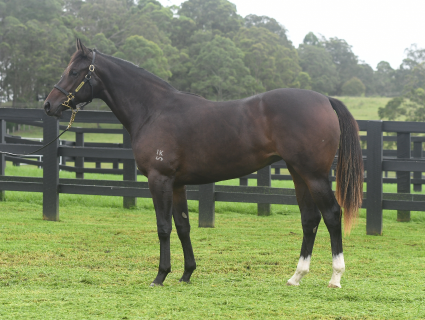 Magic Millions Thoroughbred Horses