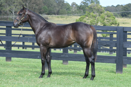 Magic Millions Horses