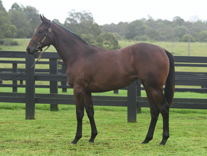 Magic Millions Thoroughbred Horses