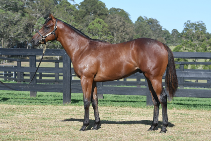 Magic Millions Horses