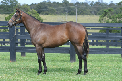 Magic Millions Horses