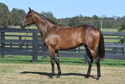 Magic Millions Horses