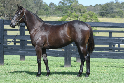 Magic Millions Horses